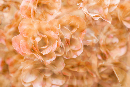 Beautiful orange roses are as texture background.の写真素材