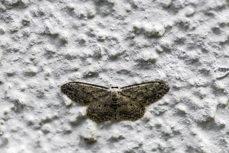 Brown nightly butterfly is on the white old wall.の写真素材