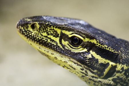 Animal portrait of big yellow black lizard.の写真素材