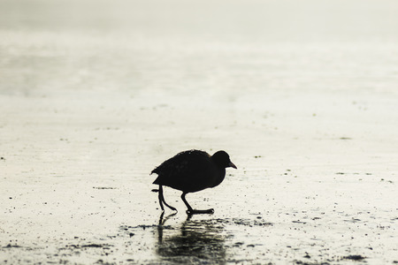 Lonely black bird is walking on the ice.の写真素材