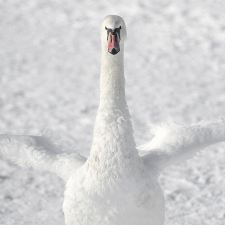 Animal portrait of white swan on white snow background.の写真素材
