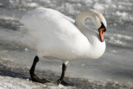 White swan is standing on frozen water at winter.の写真素材