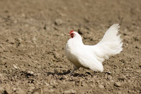 The white chicken is walking on the earth.の写真素材