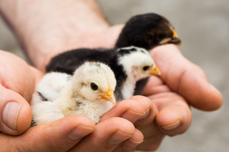 Three little cute chicks are in male hands on gray background.の写真素材