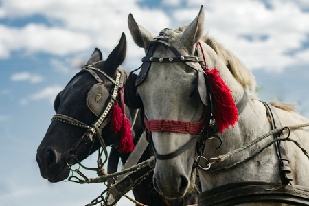 Animal portrait of two carriage horses outdoors.の写真素材