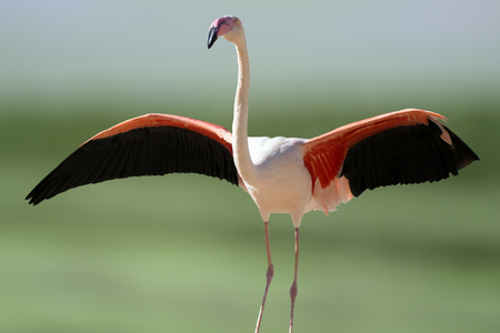 The flamingo bird is opening wings on green background.の写真素材