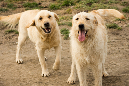Two playful and cheerful golden dogs are standing outdoors and looking at camera.