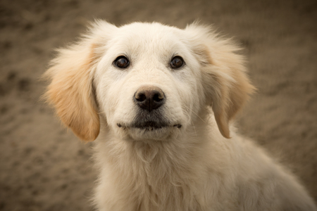 Animal portrait of cute lovely white dog or puppy.