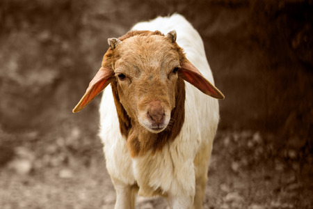 Animal portrait of young brown and white goat on brown background.の写真素材
