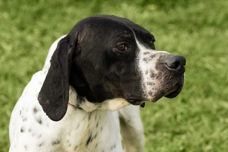 Animal portrait of black and white dog on green background.のeditorial素材