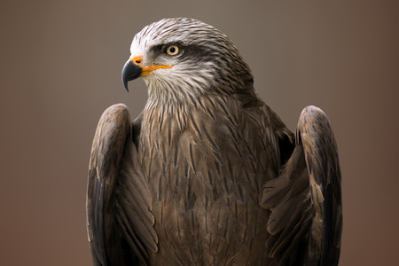 Animal portrait of eagle bird on brown and gray background.の写真素材