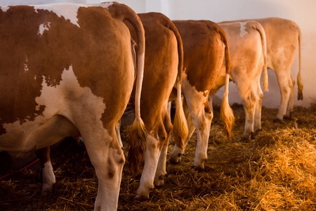 Cows in row in sty indoors, cattle breeding concept, livestock, farm animals.