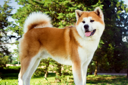 Beautiful akita dog is standing in nature in park outdoors.の写真素材