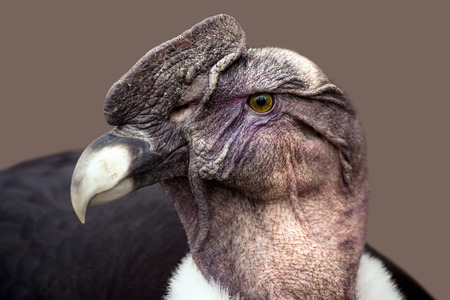 Animal portrait of condor bird of prey on gray background.の写真素材