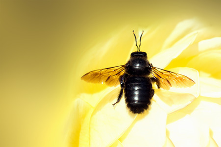 The big black bug is on yellow flower on yellow background.の写真素材