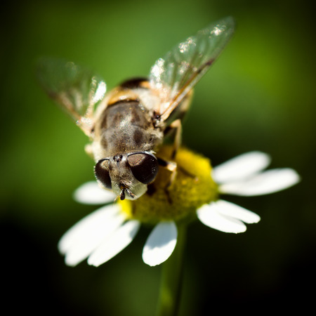 Macro photo of insect on flower on green background, pollination concept.