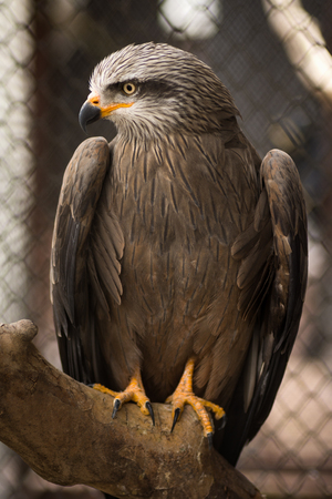 Falcon, hawk or eagle bird is sitting on branch in cage in ZOO.
