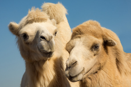 Animal portrait of two light camels on blue background.の写真素材