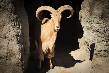 Brown mouflon or wild goat is standing in his cave in ZOO.の写真素材