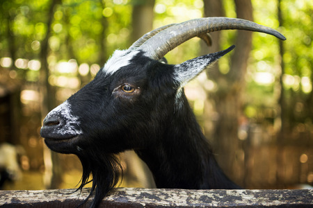Animal portrait of domestic black goat, goat breeding concept.の写真素材