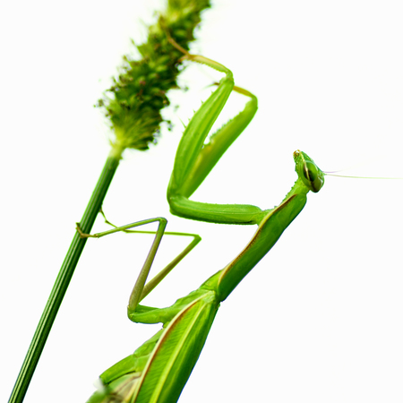 The praying mantis insect is on plant on white background.