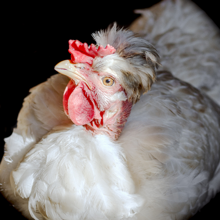 Animal portrait of white hen poultry bird on black background.の写真素材