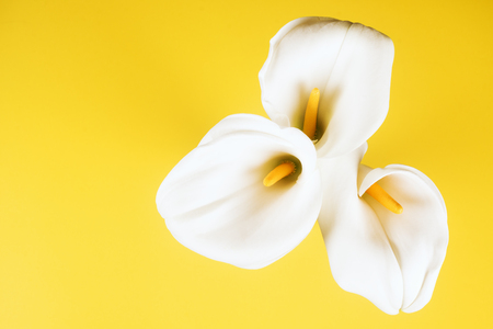 Three white calla lily arum flowers are on yellow background.の写真素材