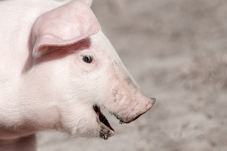 Close-up side view animal portrait of cute little dirty pig, pig breeding concept.の素材 [FY310124558012]