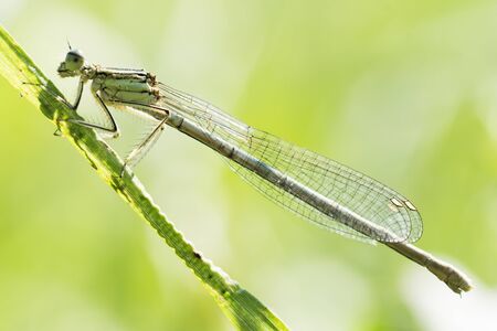 Side view animal portrait of dragonfly or damselfly insect on green background.