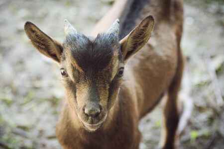 Animal portrait of cute brown domestic kid goat.