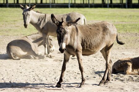 Gray and brown domestic donkeys in the farm, agricultural burro or donkey breeding.の写真素材