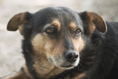 Close-up animal portrait of friendly brown black dog.