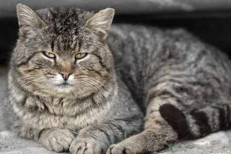 The cute fat tabby cat is lying down and looking in camera.の写真素材