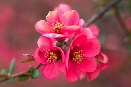 Close-up photo of blossoming beautiful pink spring flowers.の写真素材