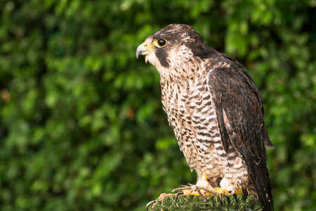 Side view animal portrait of falcon or hawk bird on green background.の写真素材
