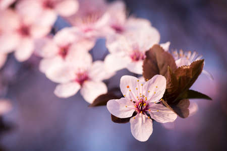 Beautiful spring flowers on branch on tree, close-up.
