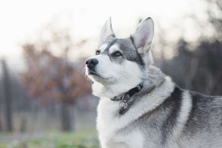 Animal portrait of Siberian husky dog outdoors, favourite pet for dog lovers.