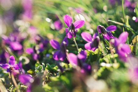 Wild violet flowers are growing in the green grass in the garden.の写真素材