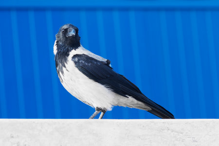 The hooded crow bird is on blue background.の写真素材