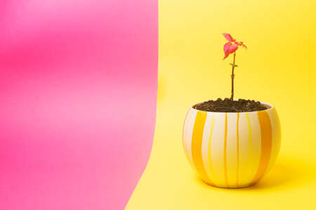 Pink leaf plant in yellow flowerpot is on pink and yellow background.の写真素材