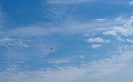 Sky with clouds and seagulls in springの写真素材