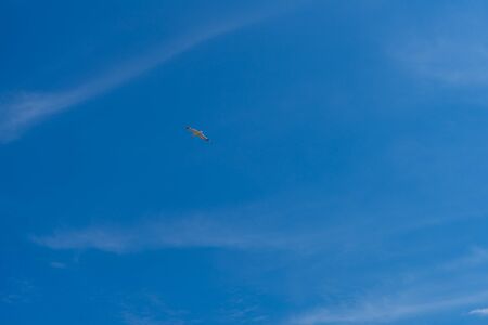 Sky with clouds and seagulls in spring