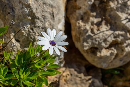 White single flower sunbathing with stone background in spring