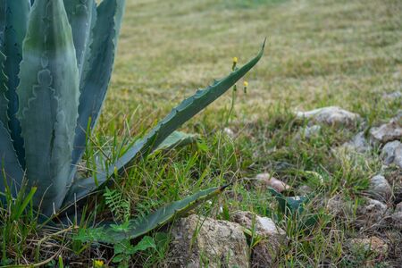 Cactus in garden with rocks, in the afternoon, springの写真素材