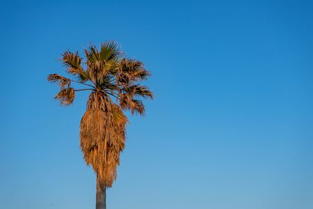 lonely unpruned palm tree with sky in the backgroundの写真素材