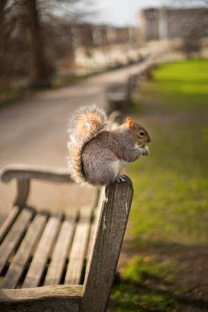 A squirrel sitting in a park on a bench and grazing a nutの写真素材