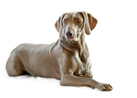 Weimaraner,6 years old  isolated on whiteの写真素材