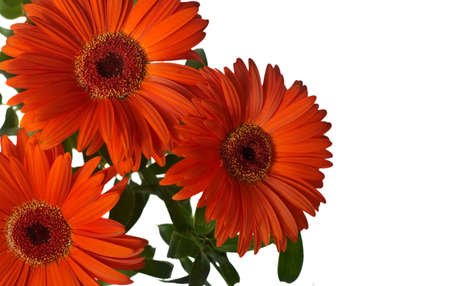 Gerber の写真素材