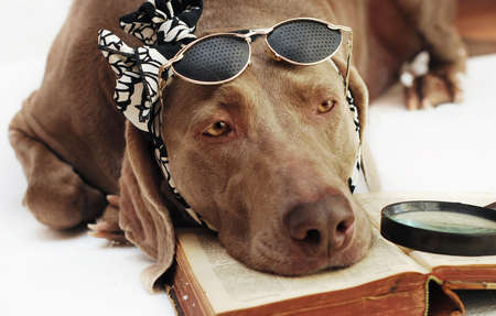 Dog and bookの写真素材