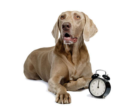 Dog and alarm clock isolated on whiteの写真素材